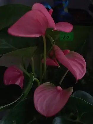 "Anthurium" flower