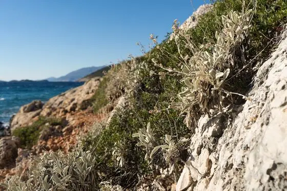 2023-11-19 Succulents on Lycian Way near Kaş