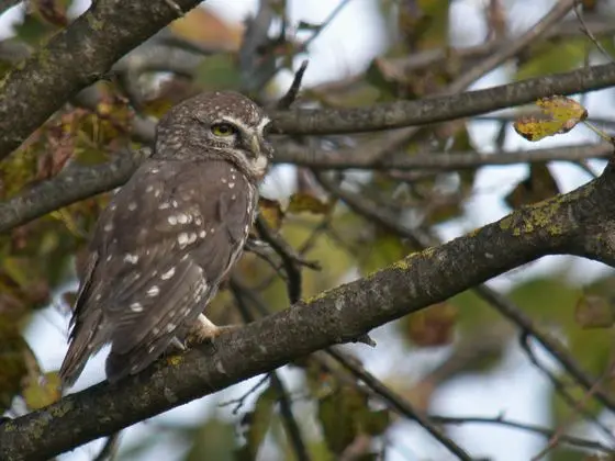 Athene noctua, Ambula, Montenegro 1