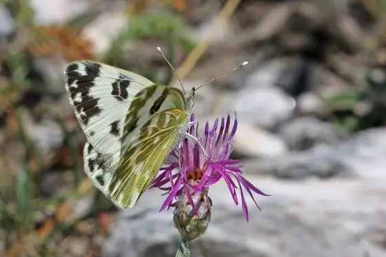 Eastern bath white (Pontia edusa) female Macedonia