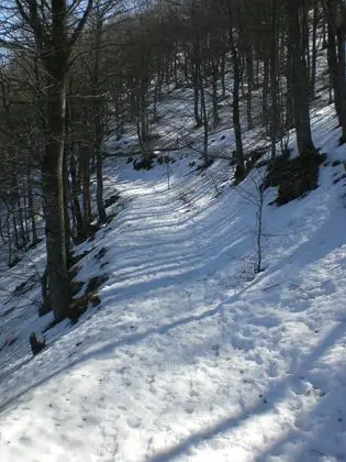 Camí GR entre el Turó de l'Home i l'Avetada, Montseny (febrer 2011) - panoramio (1)