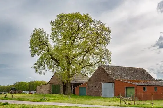 Naturdenkmal ND6 in Kevelaer