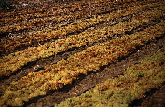 175Zypern Wein (14082538026)