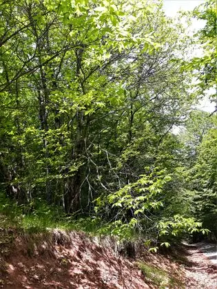 Горнобелички костени(Castanea sativa) Горна Белица Струга Македонија 21
