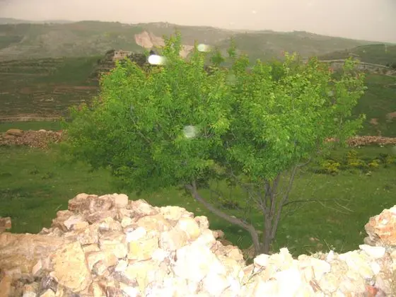 Mahes ^ Fuhais District, Jordan - panoramio - anaana123 (1)