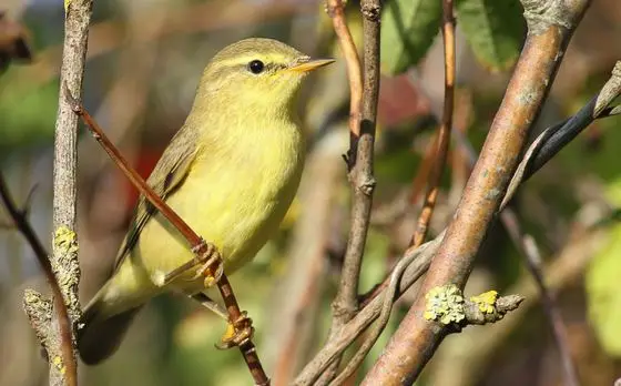 Phylloscopus trochilus (Phylloscopidae) (Willow Warbler) - (first calendar year), Vlieland, the Netherlands