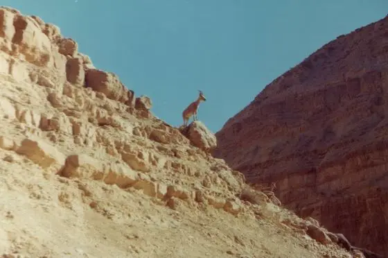 Ibex - panoramio (7)