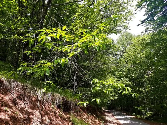 Горнобелички костени(Castanea sativa) Горна Белица Струга Македонија 22