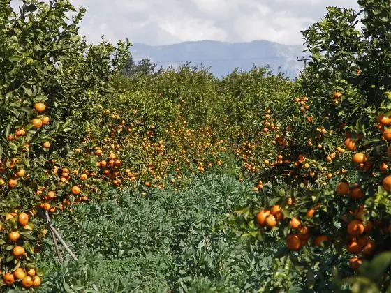 Pick Your Own (32397078201)