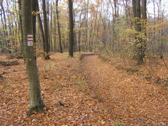 Bőszénfa, dél-dunántúli piros