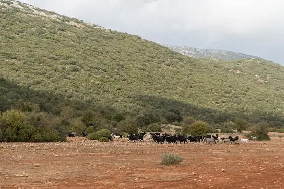 2023-11-12 Herd of goats seen on the trail between Kaş and Çukurbağ