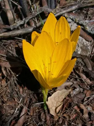 Sternbergia clusiana 1