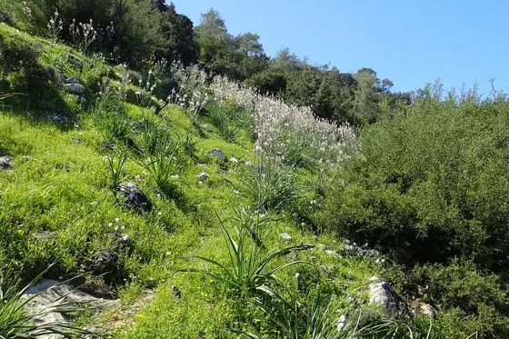 Aphrodite Trail kz03