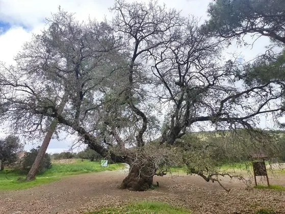 Famous Quercus Infectoria, Néo Chōrió, Cyprus 01
