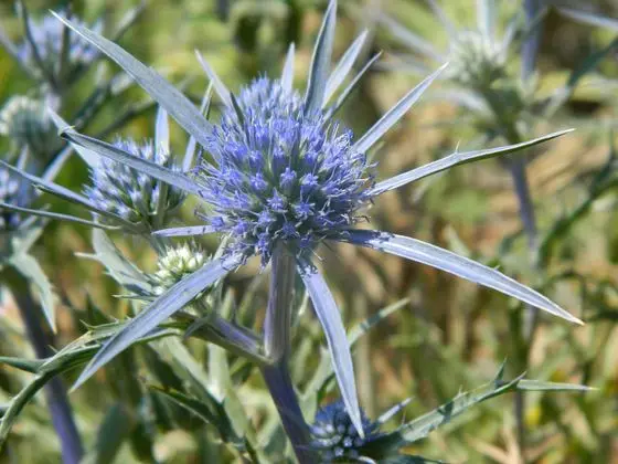 Flower2 (23244081125)
