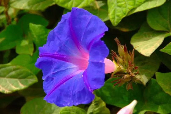 Ipomoea indica (2)