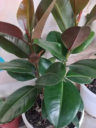 Ficus flower