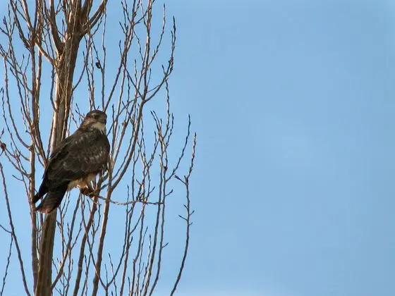 Buteo buteo, Anatoli, Greece (83460805)