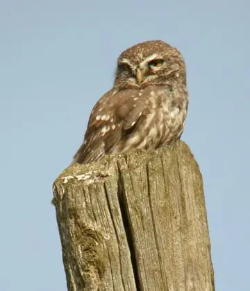 Athene noctua, Ambula, Montenegro 2