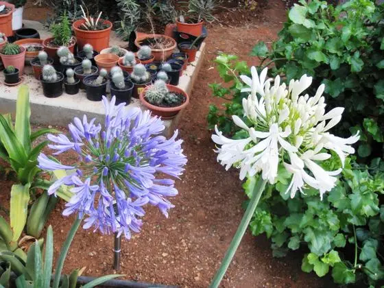 A@a And....garden flowers collection - panoramio (10)