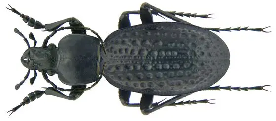 Carabus (Procrustes) chevrolati korbi Breuning, 1928 male (3392083322)