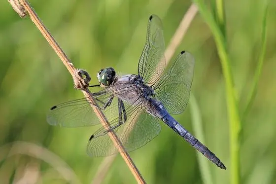 Black-tailed skimmer (Orthetrum cancellatum) male Macedonia