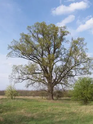 Tölgy. Nyársapát. Magyarország - panoramio