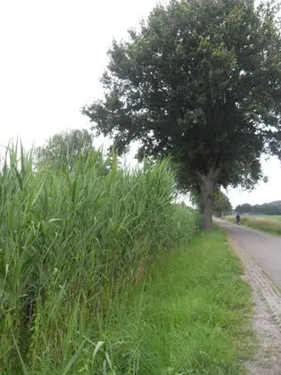 Schaijk buitengebied - panoramio