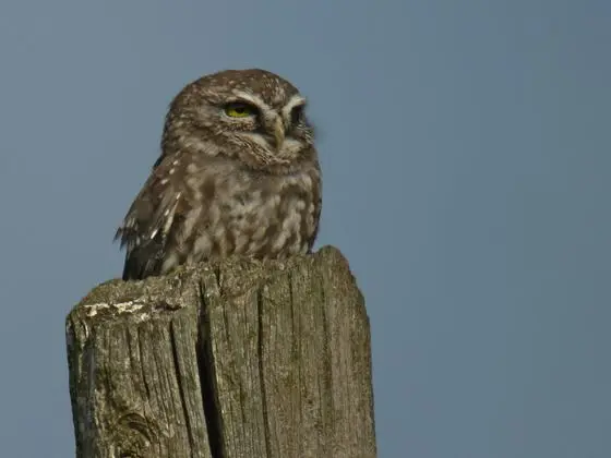 Athene noctua, Ambula, Montenegro 3
