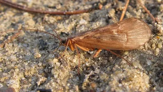 Halesus radiatus