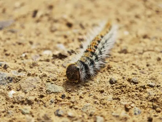 Thaumetopoea wilkinsoni caterpilar in Cyprus