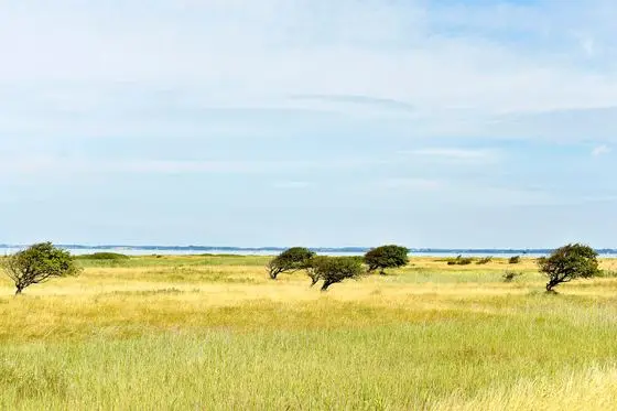 Wind gewachsen
