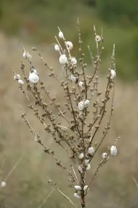 Snails.on.the.bush