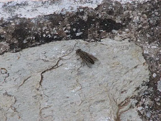 Horsefly-greece-alonisos-0b