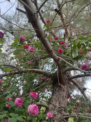 Damascene rose