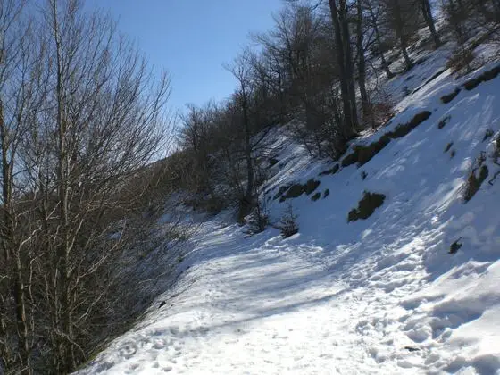 Camí GR entre el Turó de l'Home i l'Avetada, Montseny (febrer 2011) - panoramio