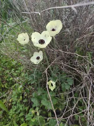 Adonis Nature Trail, Néo Chōrió 02
