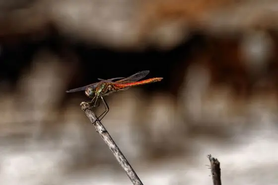 Dragonfly Goat (149538175)