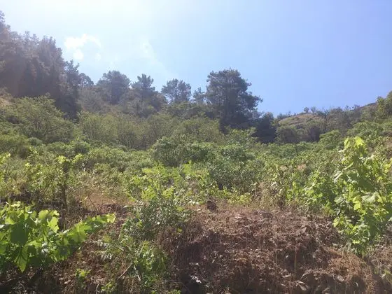 Beautiful Troodos mountains - panoramio
