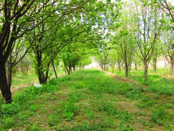 Razavi Khorasan Province, جاده لطف آباد، Iran - panoramio