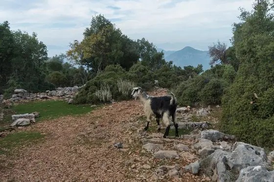 A goat on the lycian way near Kirme 2021-11-05