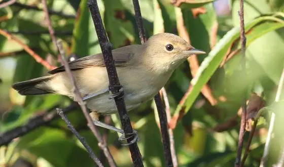 Acrocephalus scirpaceus (Acrocephalidae) (Eurasian Reed Warbler), Vlieland, the Netherlands