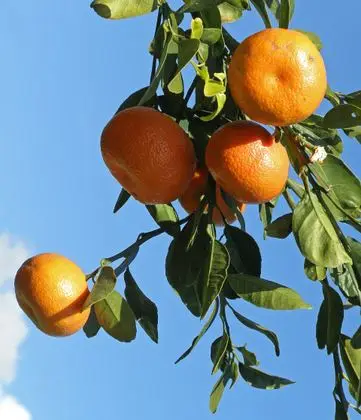 Pick Your Own (32397047301)