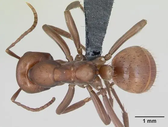 Polyergus rufescens casent0173859 dorsal 1