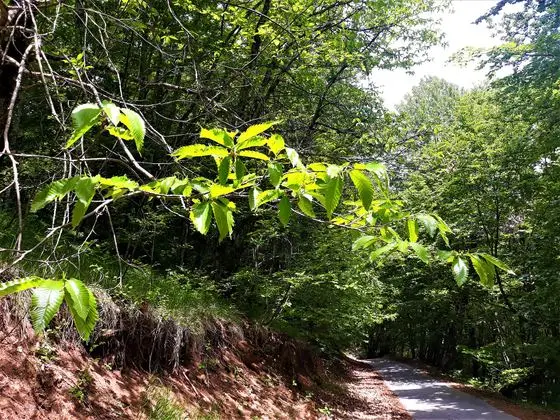 Горнобелички костени(Castanea sativa) Горна Белица Струга Македонија 23