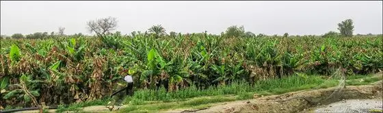 Banana Garden باغ‌های موز زرآباد - panoramio
