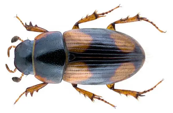 Eudolus quadriguttatus (Herbst, 1783) Syn.- Aphodius (Phalocronotus) quadriguttatus Herbst, 1783 (37221701495)