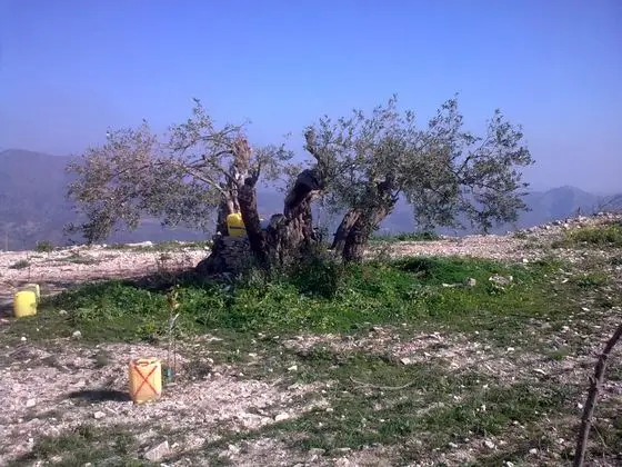 Αιωνόβια ελιά - long living olive tree - panoramio